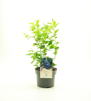 Vaccinium Corymbosum/Amerikanska Blåbär - Bluejay