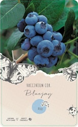 Vaccinium Corymbosum/Amerikanska Blåbär - Bluejay