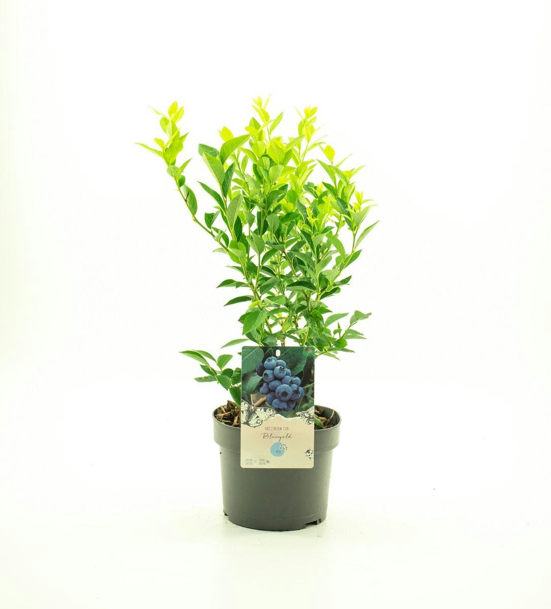 Vaccinium Corymbosum/Amerikanska Blåbär - Bluegold