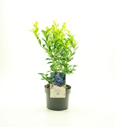 Vaccinium Corymbosum/Amerikanska Blåbär - Bluegold