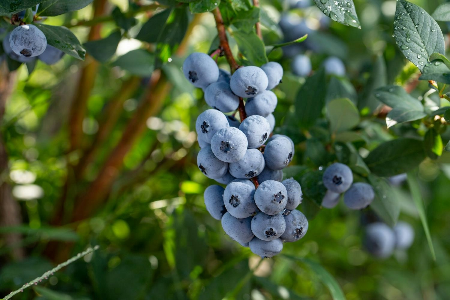 Vaccinium Corymbosum/Amerikanska Blåbär - Goldtraube 71