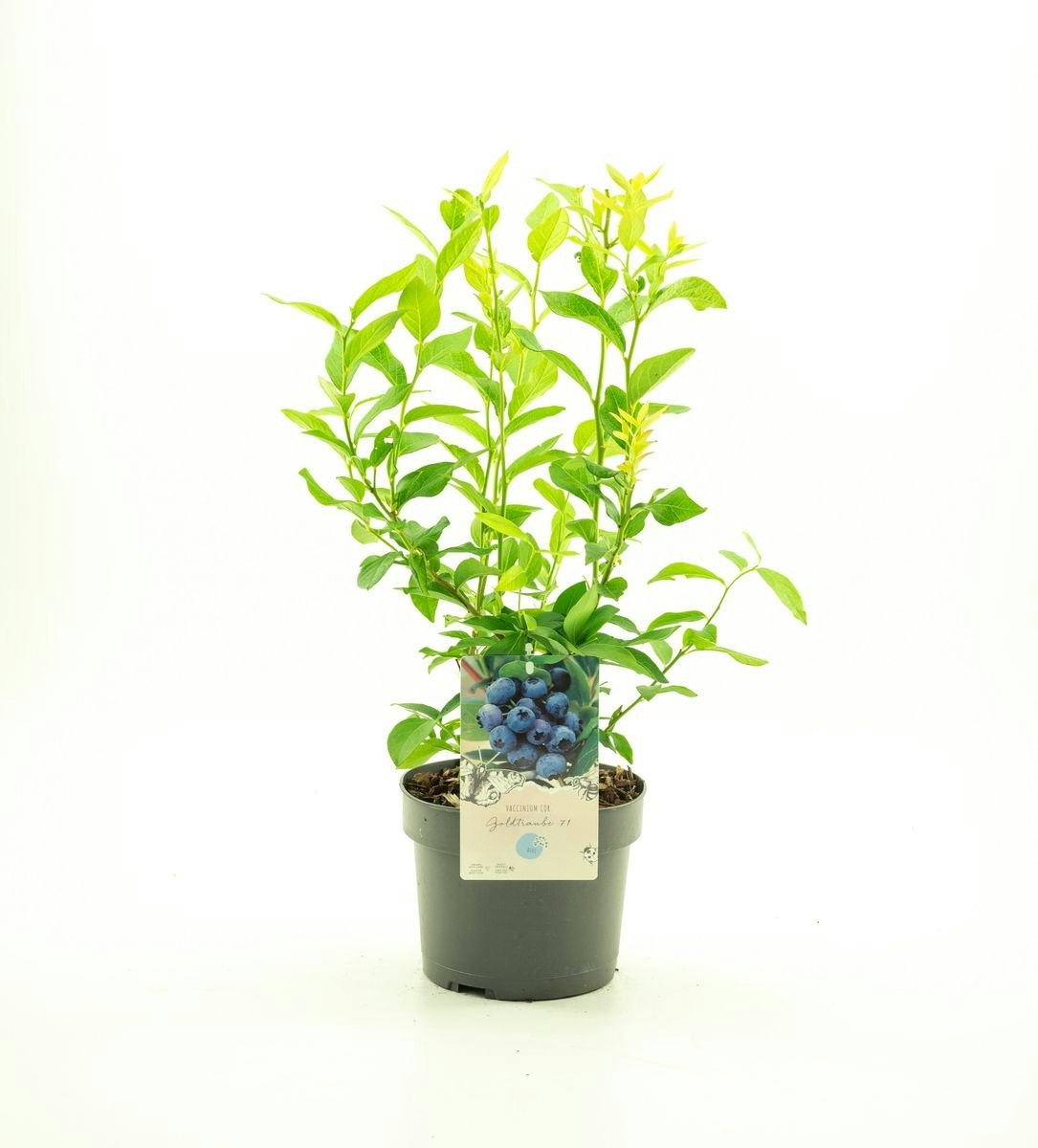 Vaccinium Corymbosum/Amerikanska Blåbär - Goldtraube 71