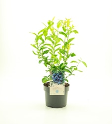 Vaccinium Corymbosum/Amerikanska Blåbär - Goldtraube 71