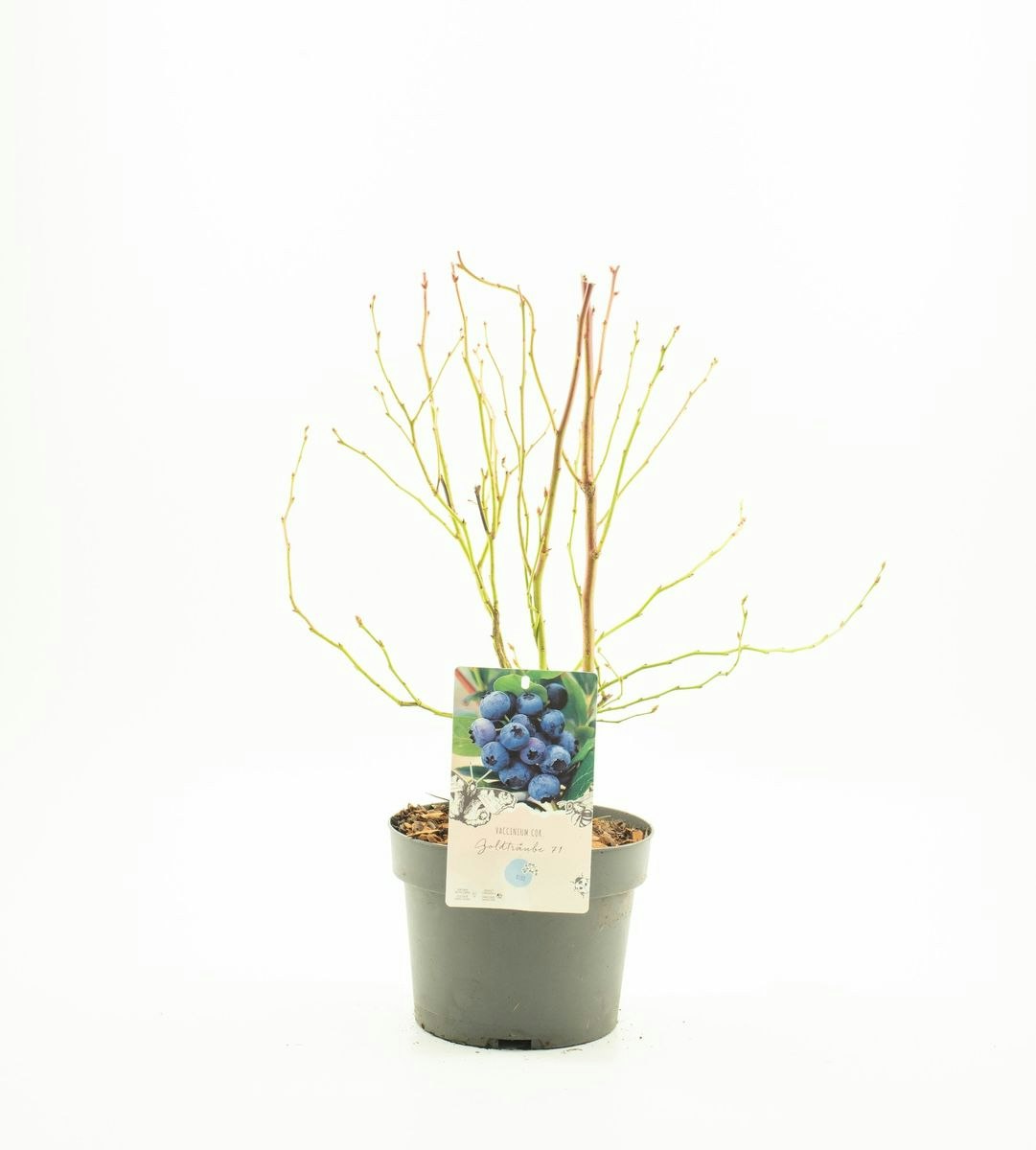Vaccinium Corymbosum/Amerikanska Blåbär - Goldtraube 71