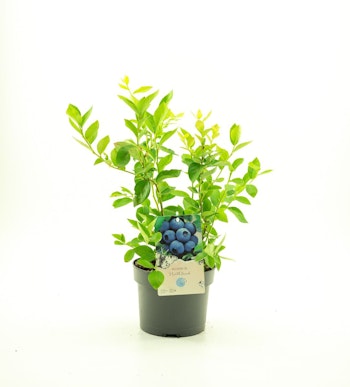Vaccinium Corymbosum/Amerikanska Blåbär - Northland