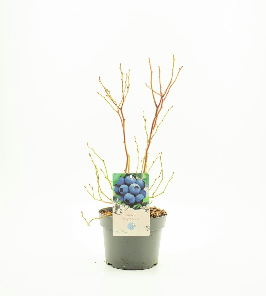 Vaccinium Corymbosum/Amerikanska Blåbär - Northland