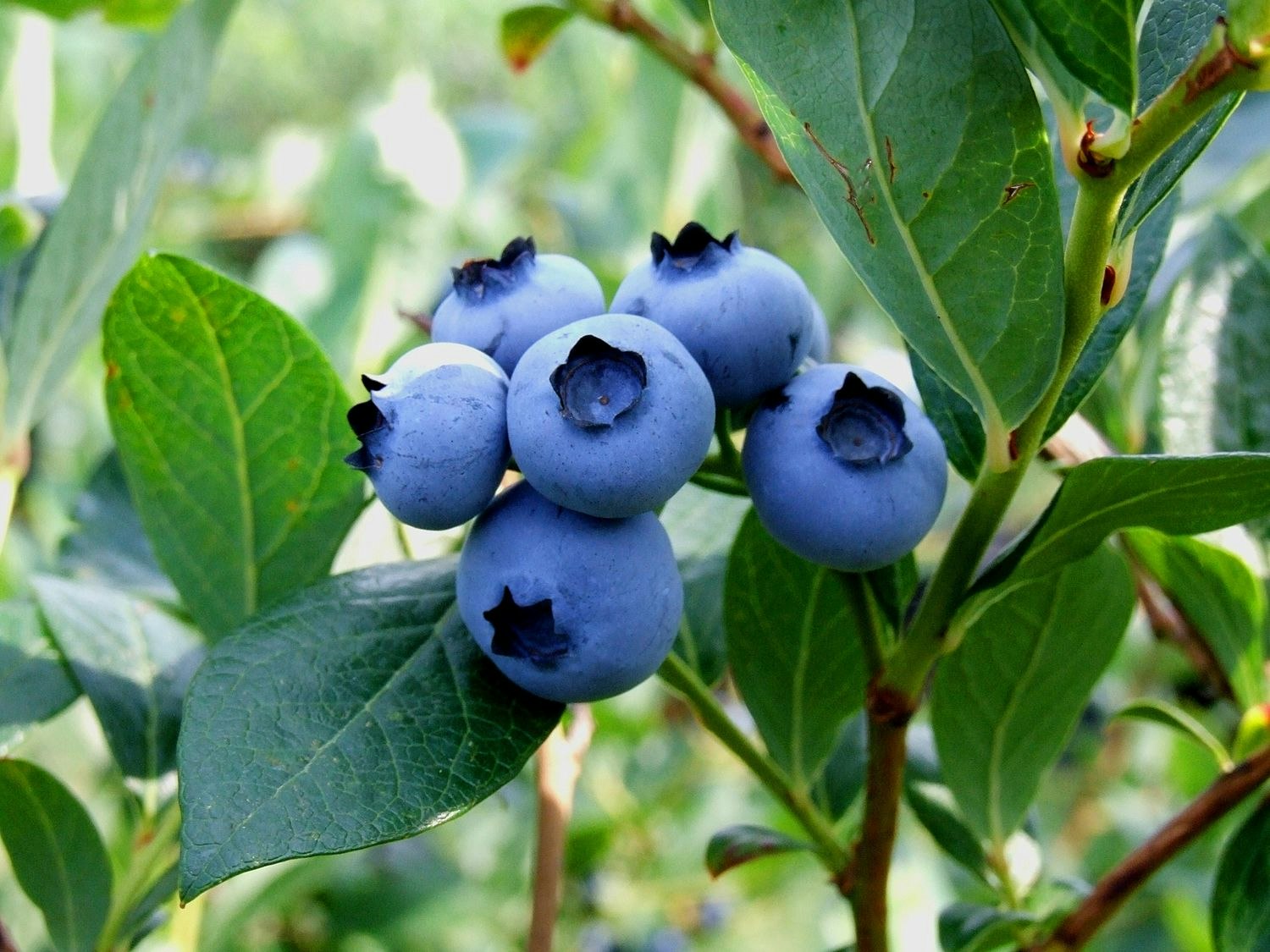 Vaccinium Corymbosum/Amerikanska Blåbär - Northland