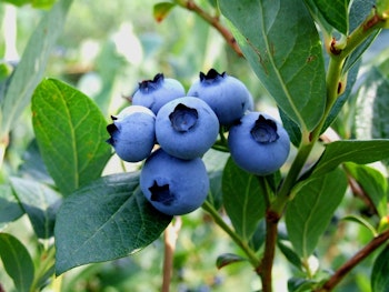 Vaccinium Corymbosum/Amerikanska Blåbär - Northland