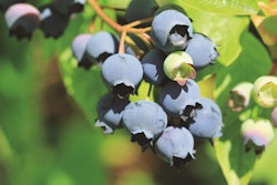 Vaccinium Corymbosum/Amerikanska Blåbär - BlueCrop