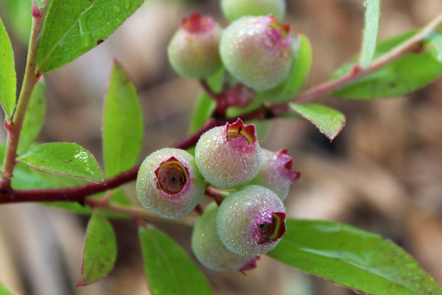 Vaccinium Corymbosum/Amerikanska Blåbär - Pink Lemonade