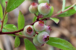 Vaccinium Corymbosum/Amerikanska Blåbär - Pink Lemonade