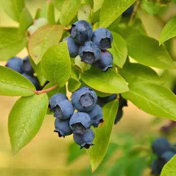 Vaccinium Corymbosum/Amerikanska Blåbär - Patriot