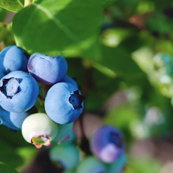 Vaccinium Corymbosum/Amerikanska Blåbär - Brigitta Blue
