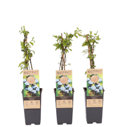 Vaccinium Corymbosum/Amerikanska Blåbär - BlueCrop