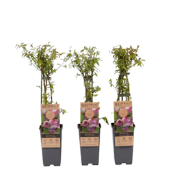 Vaccinium Corymbosum/Amerikanska Blåbär - Pink Lemonade