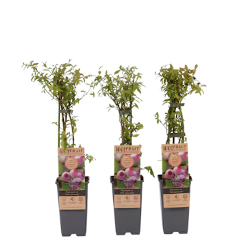 Vaccinium Corymbosum/Amerikanska Blåbär - Pink Lemonade