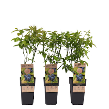 Vaccinium Corymbosum/Amerikanska Blåbär - Patriot