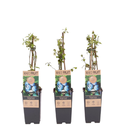 Vaccinium Corymbosum/Amerikanska Blåbär - Brigitta Blue