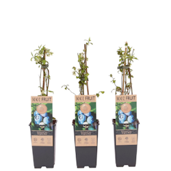 Vaccinium Corymbosum/Amerikanska Blåbär - Brigitta Blue