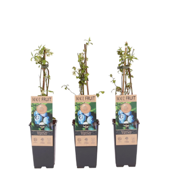 Vaccinium Corymbosum/Amerikanska Blåbär - Brigitta Blue