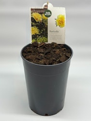Pion/Paeonia Itoh - Bartzella