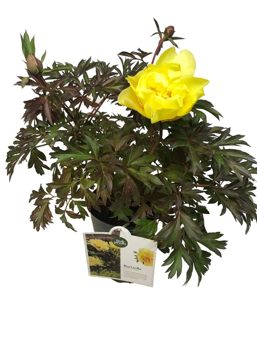 Pion/Paeonia Itoh - Bartzella