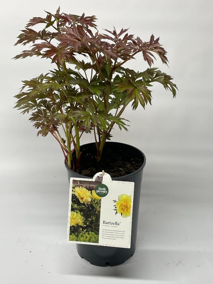 Pion/Paeonia Itoh - Bartzella