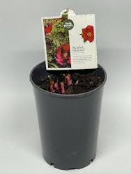 Pion/Paeonia Itoh - Scarlet Heaven