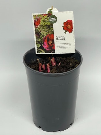 Pion/Paeonia Itoh - Scarlet Heaven