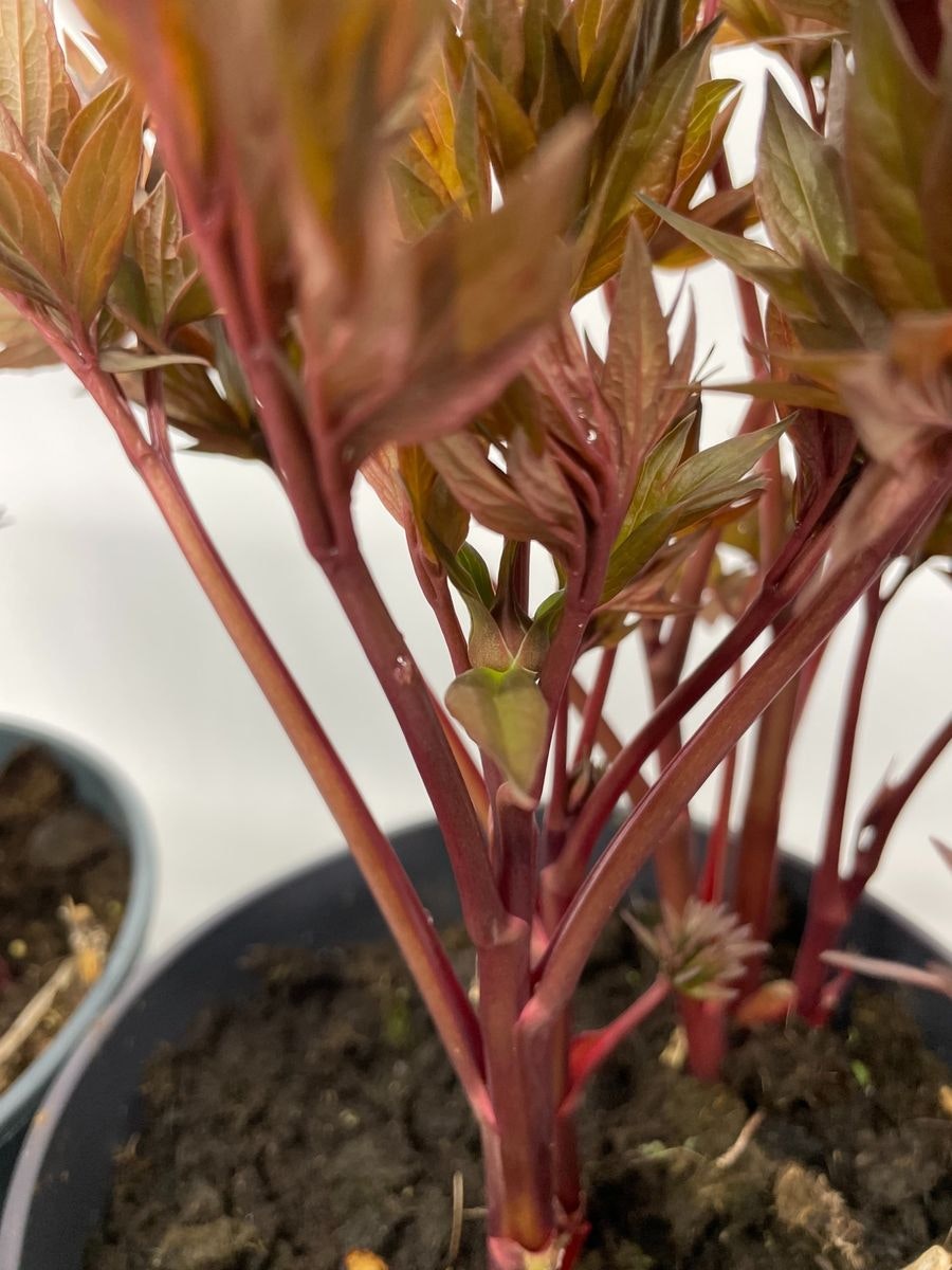 Pion/Paeonia Itoh - Scarlet Heaven