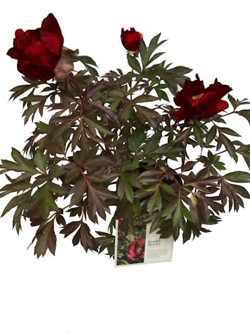 Pion/Paeonia Itoh - Scarlet Heaven