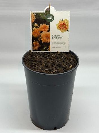 Pion/Paeonia Itoh - Canary Brilliant