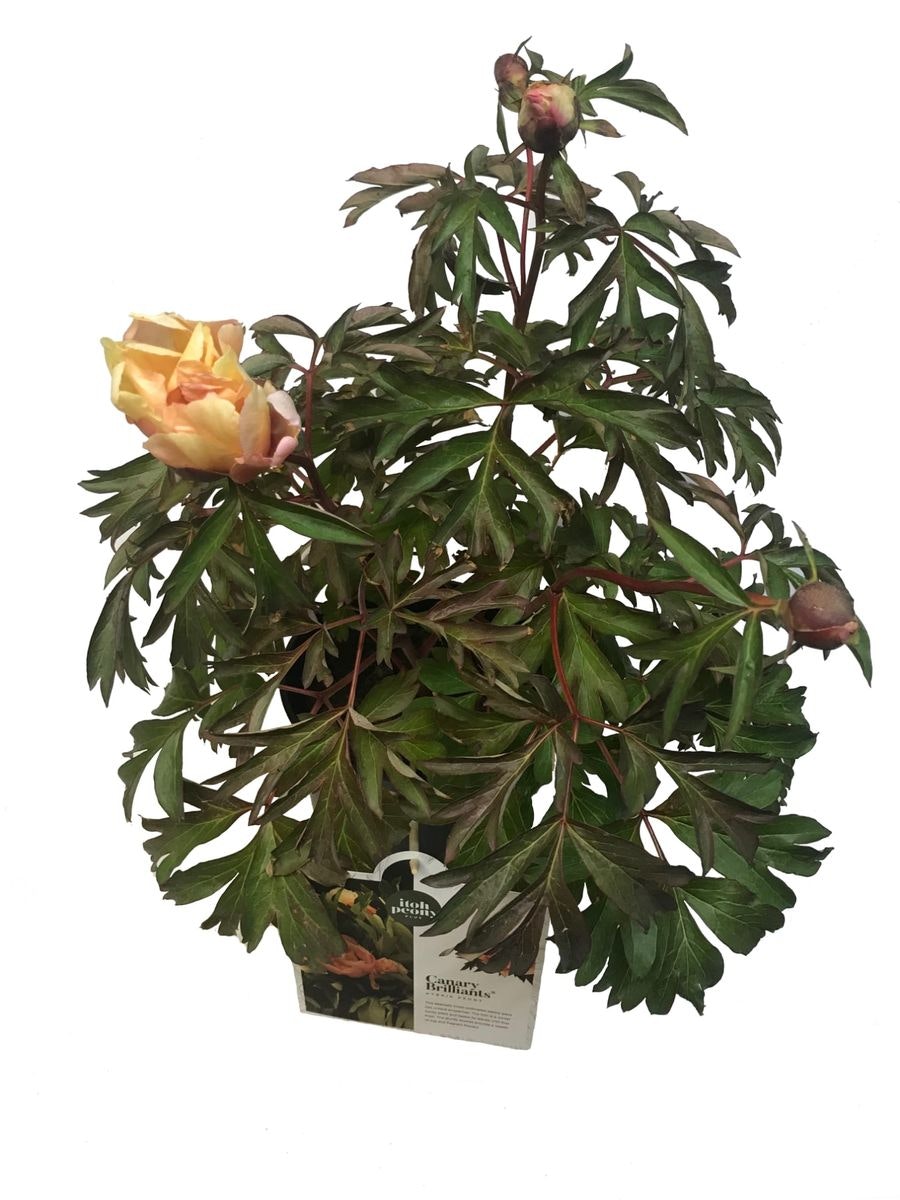 Pion/Paeonia Itoh - Canary Brilliant