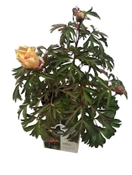 Pion/Paeonia Itoh - Canary Brilliant