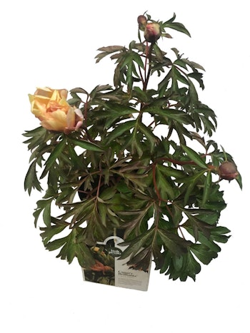 Pion/Paeonia Itoh - Canary Brilliant