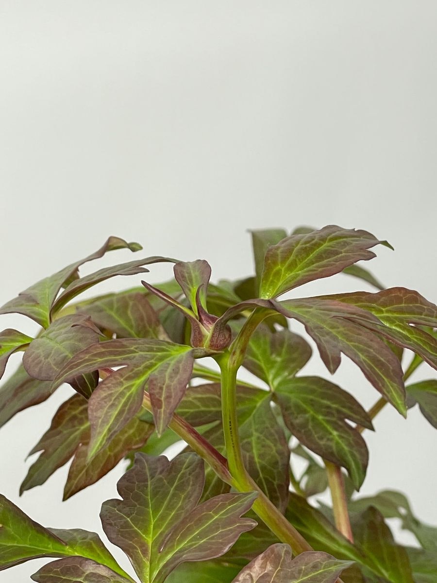 Pion/Paeonia Itoh - Canary Brilliant