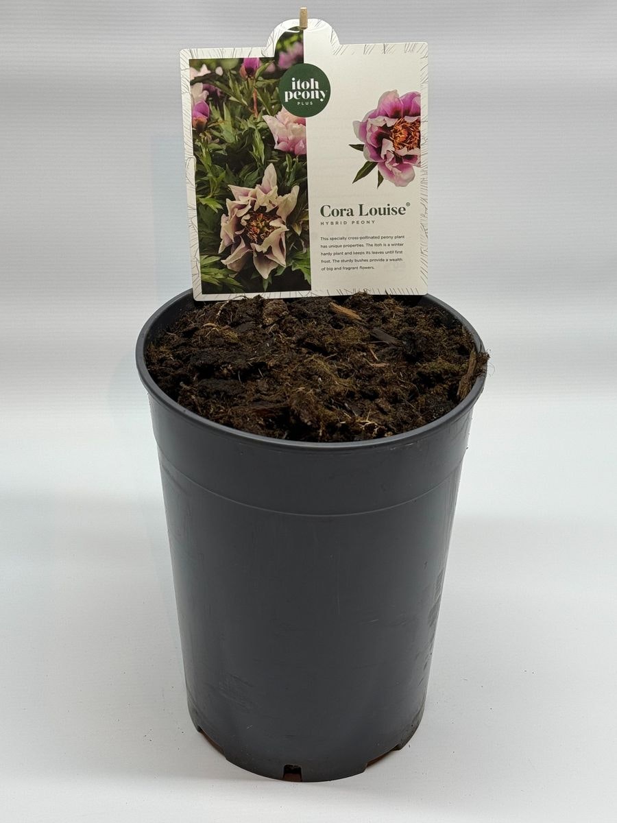 Pion/Paeonia Itoh - Cora Louise