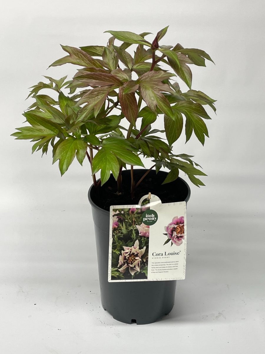 Pion/Paeonia Itoh - Cora Louise