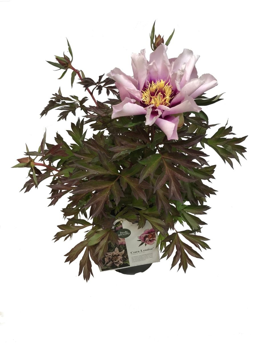 Pion/Paeonia Itoh - Cora Louise
