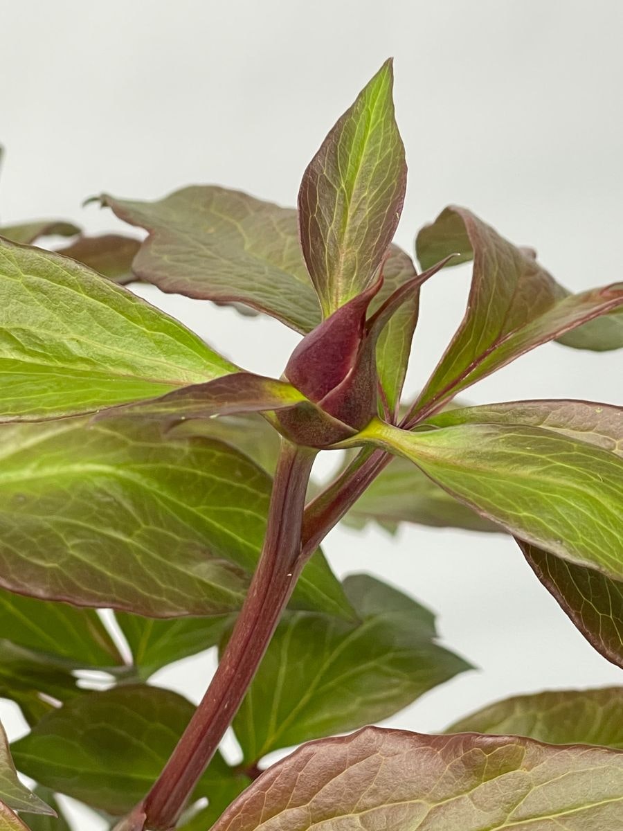 Pion/Paeonia Itoh - Cora Louise