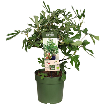 Fikon/ Ficus Carica - Little Miss Figgy