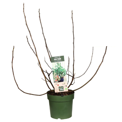 Fikon/ Ficus Carica - Little Miss Figgy