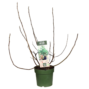 Fikon/ Ficus Carica - Little Miss Figgy