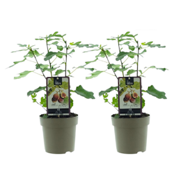 Fikon/ Ficus Carica - Brown Turkey