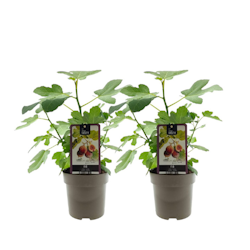 Fikon/ Ficus Carica - Brown Turkey