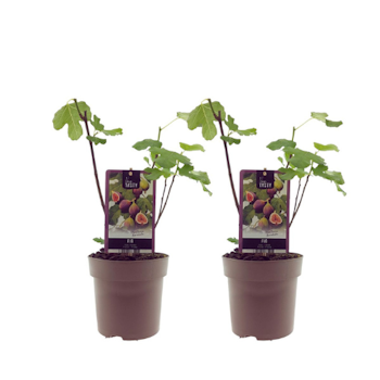 Fikon/ Ficus Carica - Bornholms Diamant