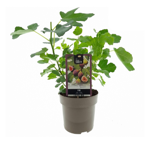 Fikon/ Ficus Carica - Bornholms Diamant