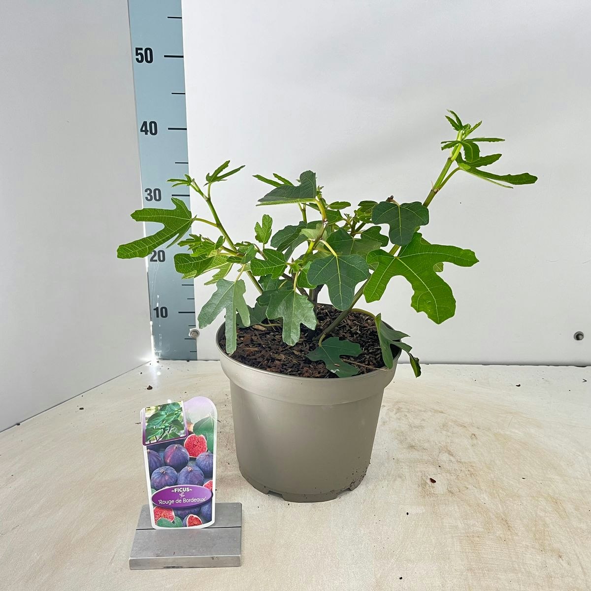 Fikon/Ficus Carica - Rouge De Bordeaux