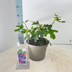 Fikon/Ficus Carica - Rouge De Bordeaux