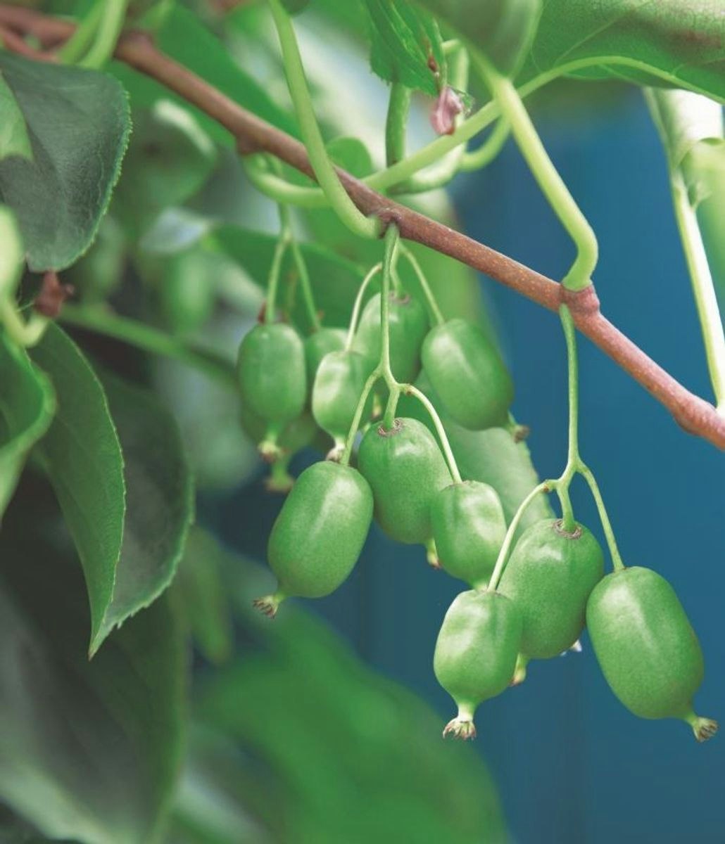 Minikiwi/Actinidia Arguta - Issai